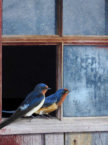 Barn Swallows Window White Modern Wood Framed Art Print with Double Matting by Vest, Chris