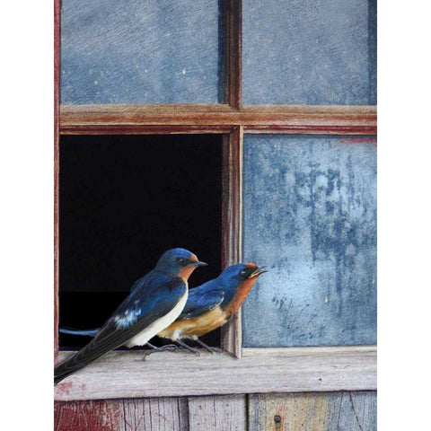 Barn Swallows Window White Modern Wood Framed Art Print by Vest, Chris