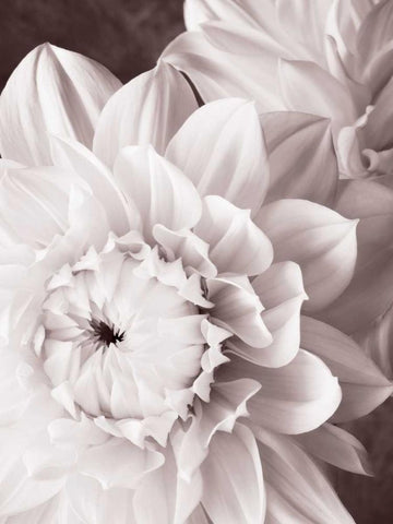 BandW Dahlias I Black Ornate Wood Framed Art Print with Double Matting by Zalewski, Christine