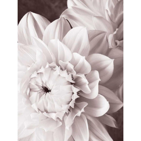 BandW Dahlias I Black Modern Wood Framed Art Print by Zalewski, Christine