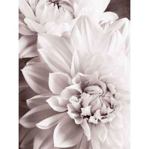BandW Dahlias II Black Modern Wood Framed Art Print with Double Matting by Zalewski, Christine