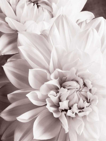 BandW Dahlias II Black Ornate Wood Framed Art Print with Double Matting by Zalewski, Christine