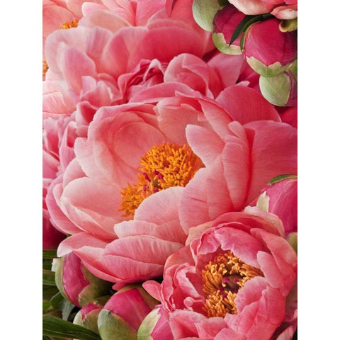 Coral Peonies II Black Modern Wood Framed Art Print by Perry, Rachel