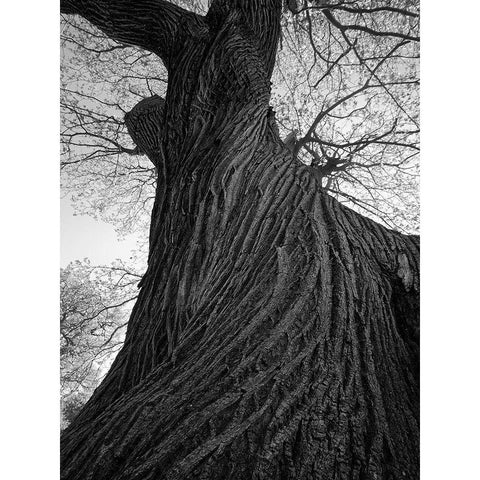 Twister Black Modern Wood Framed Art Print with Double Matting by Henson, Martin