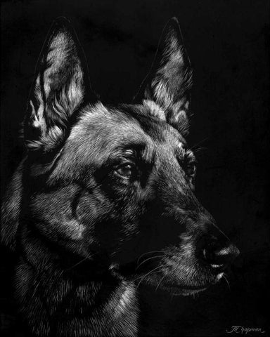 Canine Scratchboard V Black Ornate Wood Framed Art Print with Double Matting by Chapman, Julie T.