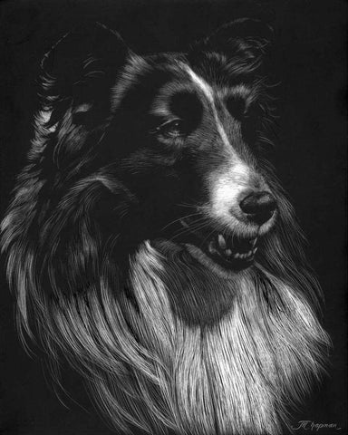 Canine Scratchboard VII Black Ornate Wood Framed Art Print with Double Matting by Chapman, Julie T.