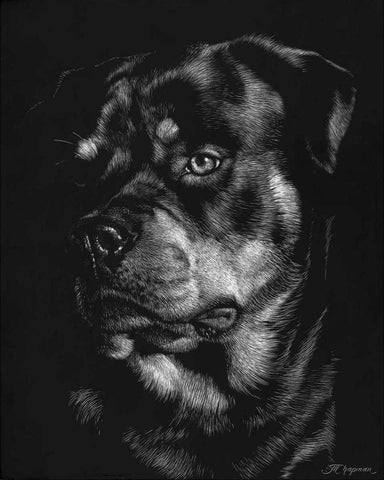 Canine Scratchboard XII Black Ornate Wood Framed Art Print with Double Matting by Chapman, Julie T.