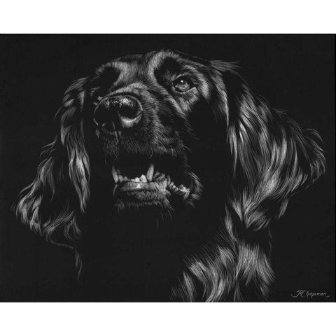 Canine Scratchboard XV Black Modern Wood Framed Art Print with Double Matting by Chapman, Julie T.