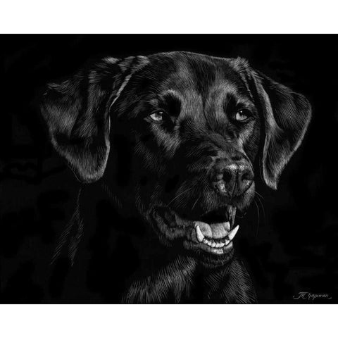 Canine Scratchboard XVII Black Modern Wood Framed Art Print by Chapman, Julie T.