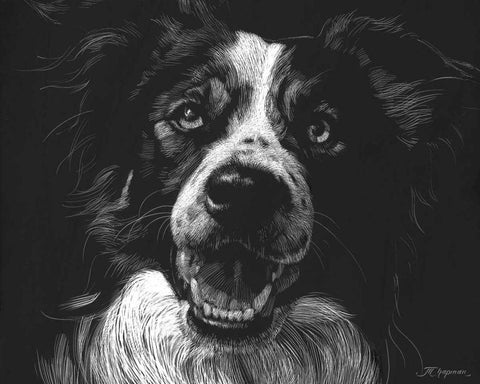Canine Scratchboard XVIII White Modern Wood Framed Art Print with Double Matting by Chapman, Julie T.