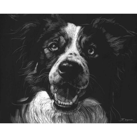 Canine Scratchboard XVIII Black Modern Wood Framed Art Print by Chapman, Julie T.