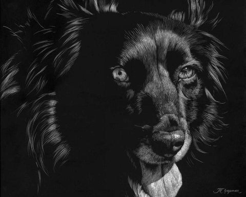 Canine Scratchboard XXI White Modern Wood Framed Art Print with Double Matting by Chapman, Julie T.