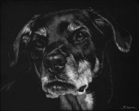 Canine Scratchboard XXII Black Ornate Wood Framed Art Print with Double Matting by Chapman, Julie T.