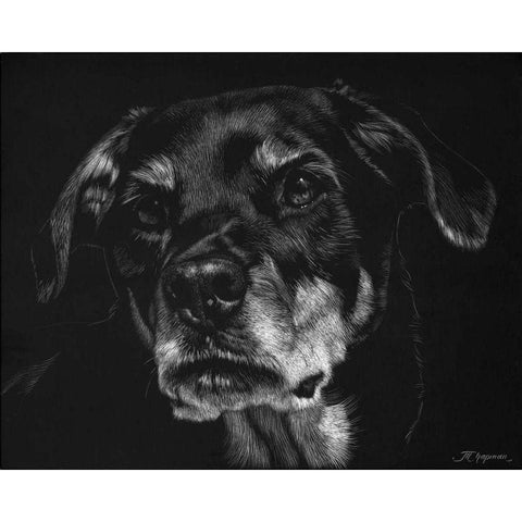 Canine Scratchboard XXII Gold Ornate Wood Framed Art Print with Double Matting by Chapman, Julie T.