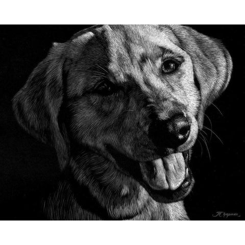 Canine Scratchboard XXIII Gold Ornate Wood Framed Art Print with Double Matting by Chapman, Julie T.