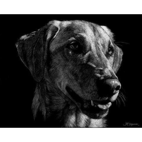 Canine Scratchboard XXIV White Modern Wood Framed Art Print by Chapman, Julie T.