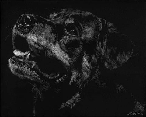 Canine Scratchboard XXVII White Modern Wood Framed Art Print with Double Matting by Chapman, Julie T.
