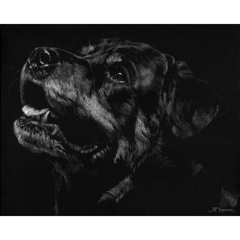 Canine Scratchboard XXVII Black Modern Wood Framed Art Print by Chapman, Julie T.