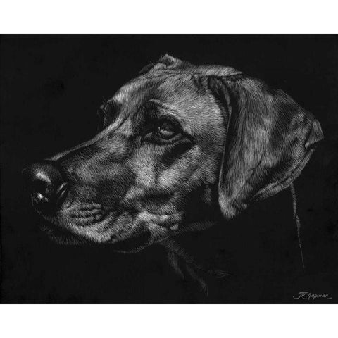 Canine Scratchboard XXVIII White Modern Wood Framed Art Print by Chapman, Julie T.