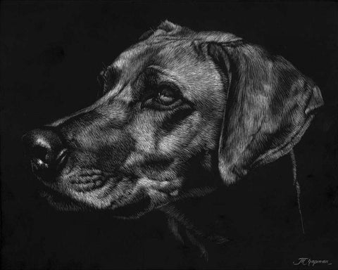 Canine Scratchboard XXVIII White Modern Wood Framed Art Print with Double Matting by Chapman, Julie T.