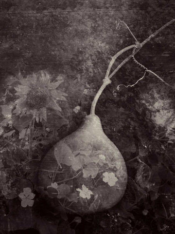 Gourd IV Black Ornate Wood Framed Art Print with Double Matting by Ray, Elena