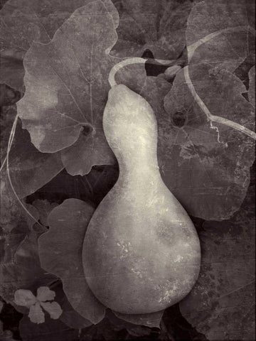 Gourd V Black Ornate Wood Framed Art Print with Double Matting by Ray, Elena