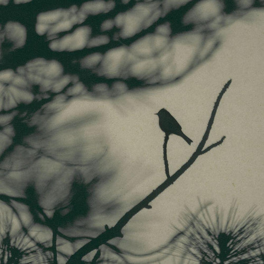 Image Only