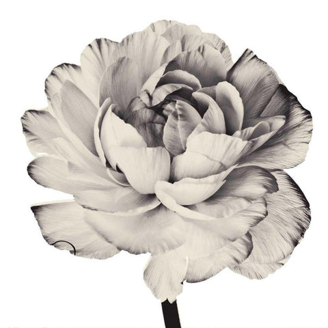 Ghost Flower I Black Modern Wood Framed Art Print by Zalewski, Christine