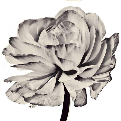 Ghost Flower II Black Ornate Wood Framed Art Print with Double Matting by Zalewski, Christine