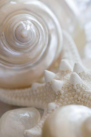 Pearlesce II Black Ornate Wood Framed Art Print with Double Matting by Zalewski, Christine