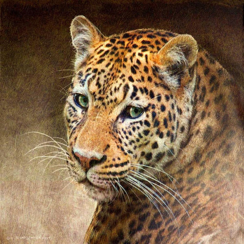 Leopard White Modern Wood Framed Art Print by Vest, Chris