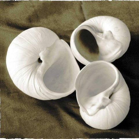 Equalized Shell Trio II Black Modern Wood Framed Art Print by James, Andrea