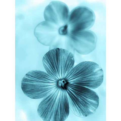 Forget Me Not Blue I White Modern Wood Framed Art Print by Teton Parchment