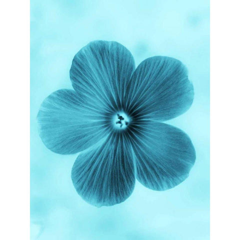 Forget Me Not Blue II White Modern Wood Framed Art Print by Teton Parchment