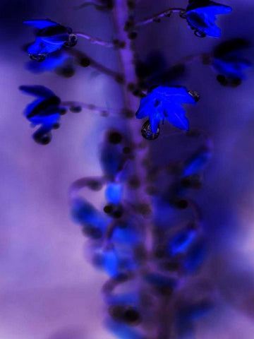 Morning Rain III Black Ornate Wood Framed Art Print with Double Matting by Teton Parchment