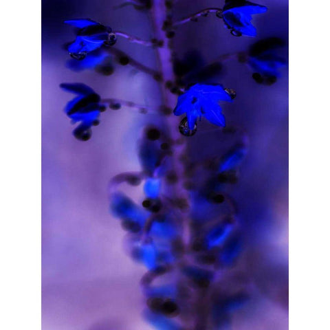 Morning Rain III Black Modern Wood Framed Art Print by Teton Parchment