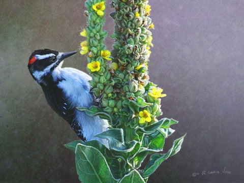 Woodpecker Mullen Black Ornate Wood Framed Art Print with Double Matting by Vest, Chris