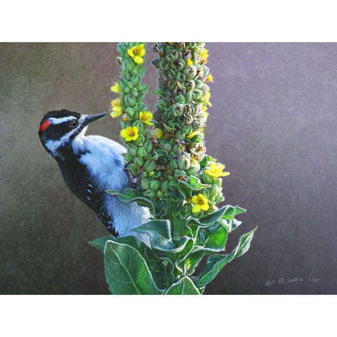 Woodpecker Mullen White Modern Wood Framed Art Print by Vest, Chris