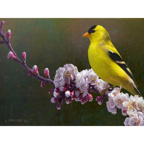 Goldfinch Flowers Black Modern Wood Framed Art Print with Double Matting by Vest, Chris