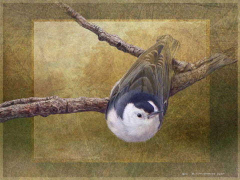 Nuthatch White Modern Wood Framed Art Print with Double Matting by Vest, Chris