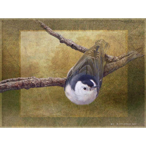 Nuthatch Black Modern Wood Framed Art Print by Vest, Chris