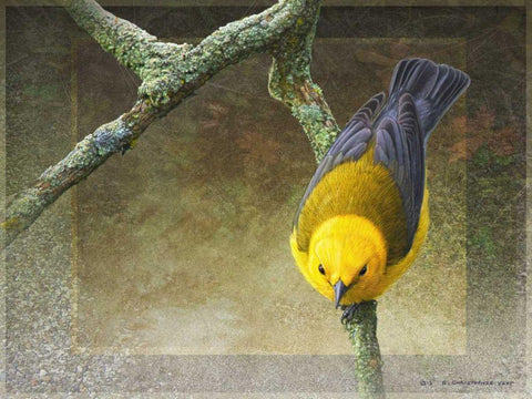 Prothonotary Black Ornate Wood Framed Art Print with Double Matting by Vest, Chris