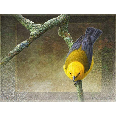 Prothonotary Gold Ornate Wood Framed Art Print with Double Matting by Vest, Chris