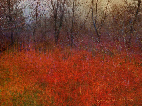 Red Grass I Black Ornate Wood Framed Art Print with Double Matting by Vest, Chris
