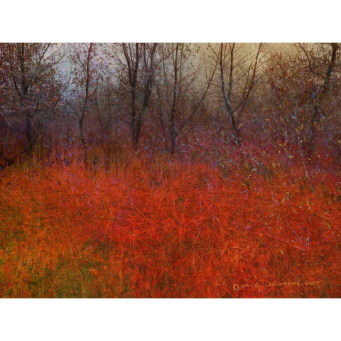 Red Grass I Black Modern Wood Framed Art Print by Vest, Chris