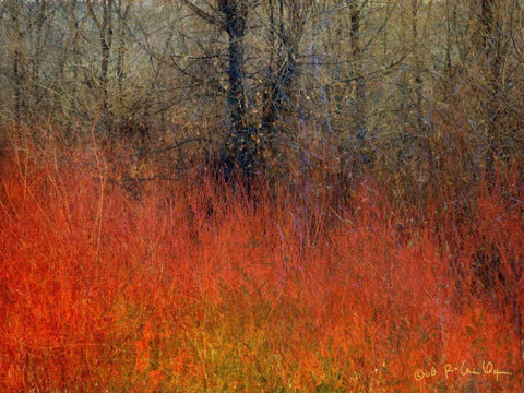 Red Grass II Black Ornate Wood Framed Art Print with Double Matting by Vest, Chris
