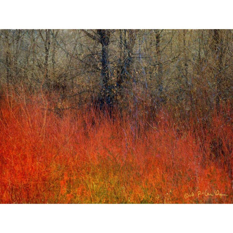Red Grass II White Modern Wood Framed Art Print by Vest, Chris