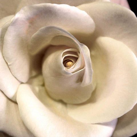Blushing Rose I White Modern Wood Framed Art Print by Chester, Colby
