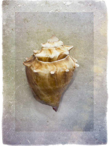 Sheltered I White Modern Wood Framed Art Print with Double Matting by Hartson-Weddle, Ryan