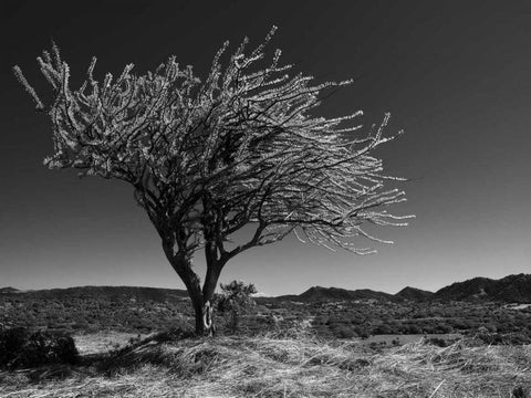 Start Spring Tree Black Ornate Wood Framed Art Print with Double Matting by Nalbandian, Nish